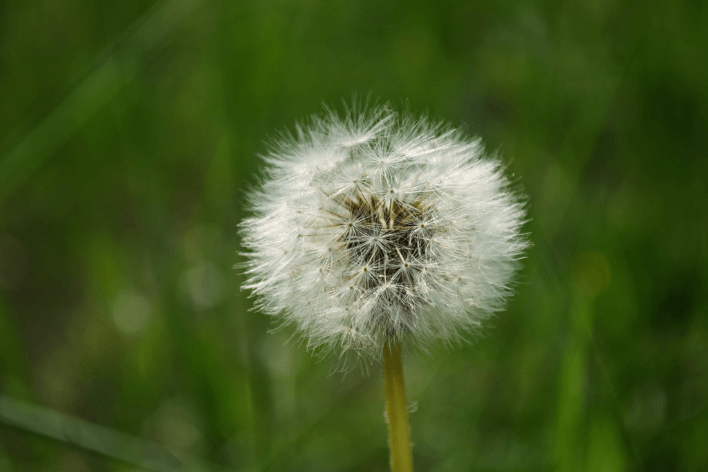 dandelion