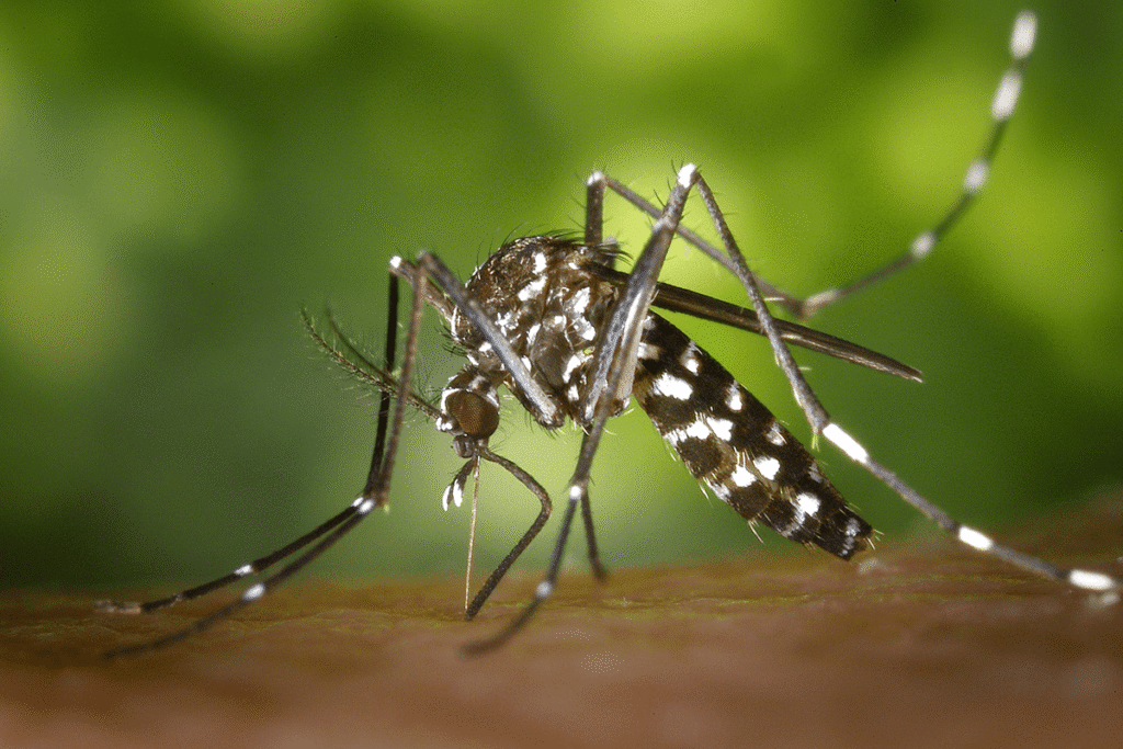 mosquito drinking blood