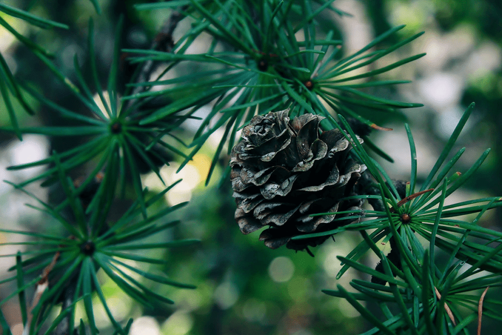 pinecone