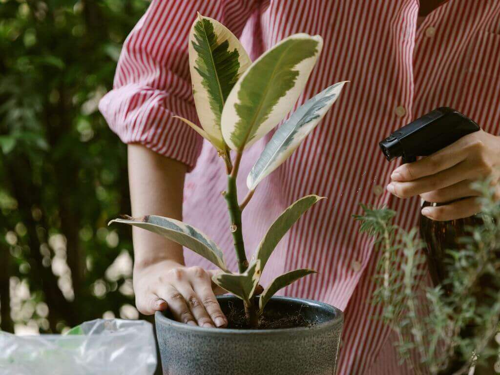 spray water on plant