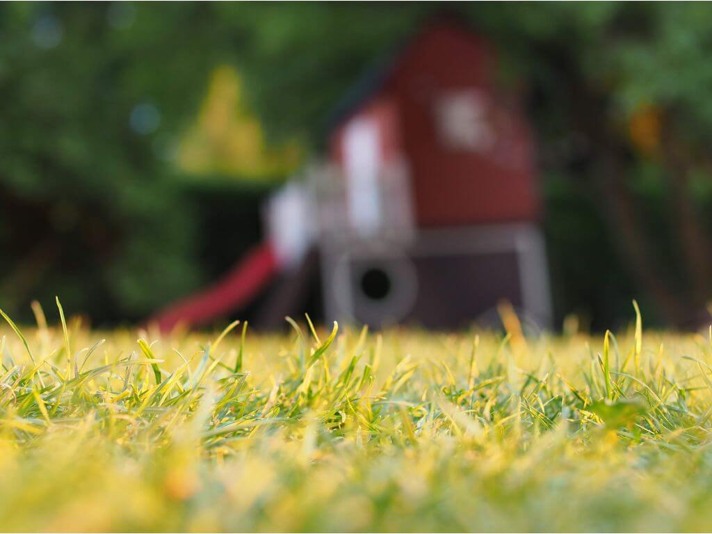 Lush green lawn thriving after Banweed application