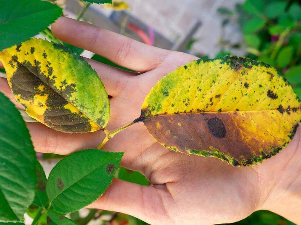 A hand holding leaves with yellowing and black spots.