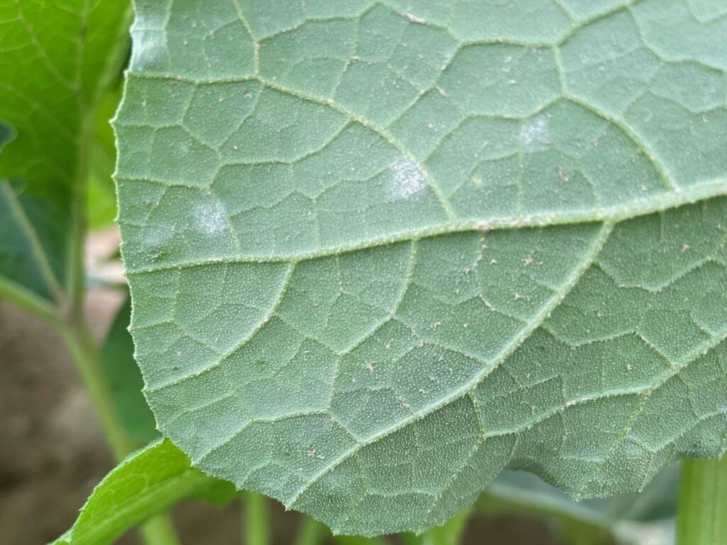 Close-up of a leaf surface with powdery mildew plant disease.