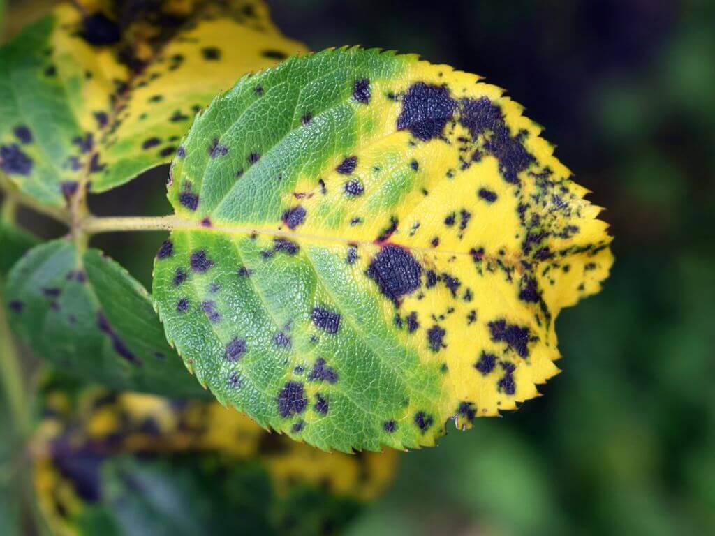 Leaf with black spots indicating plant disease.