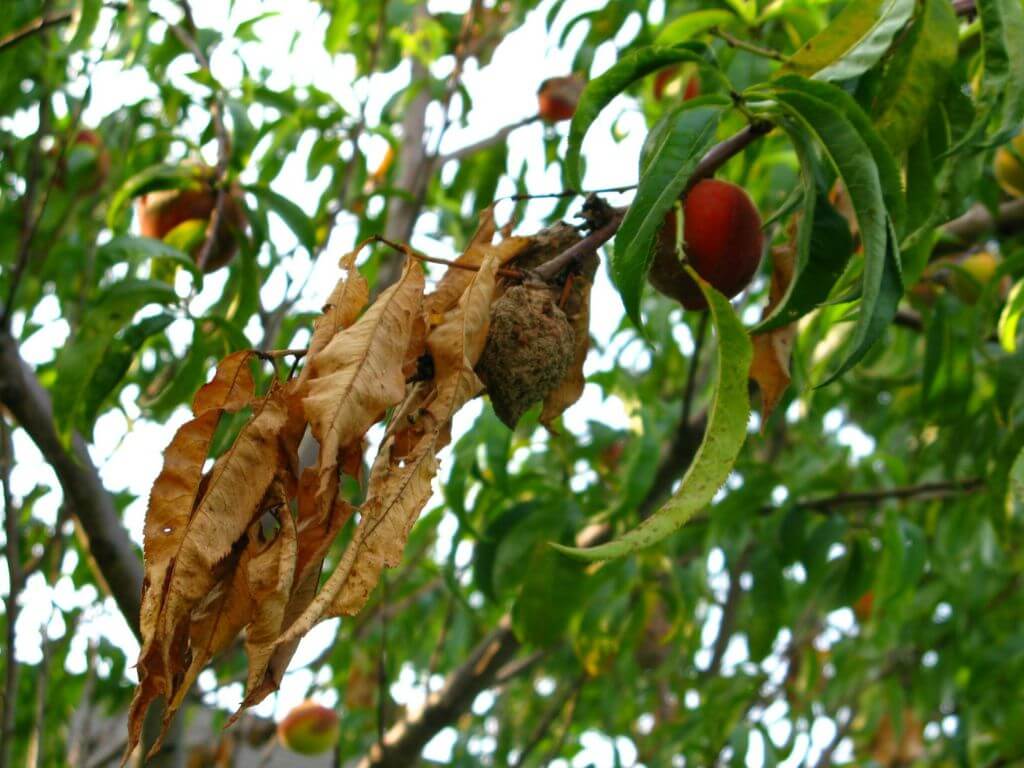 Diseased leaves with a peach suffering from brown rot.