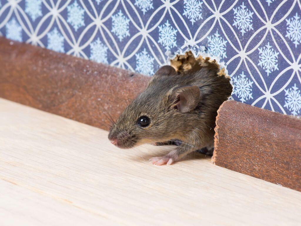 A mouse peeking out from a hole in a wall.