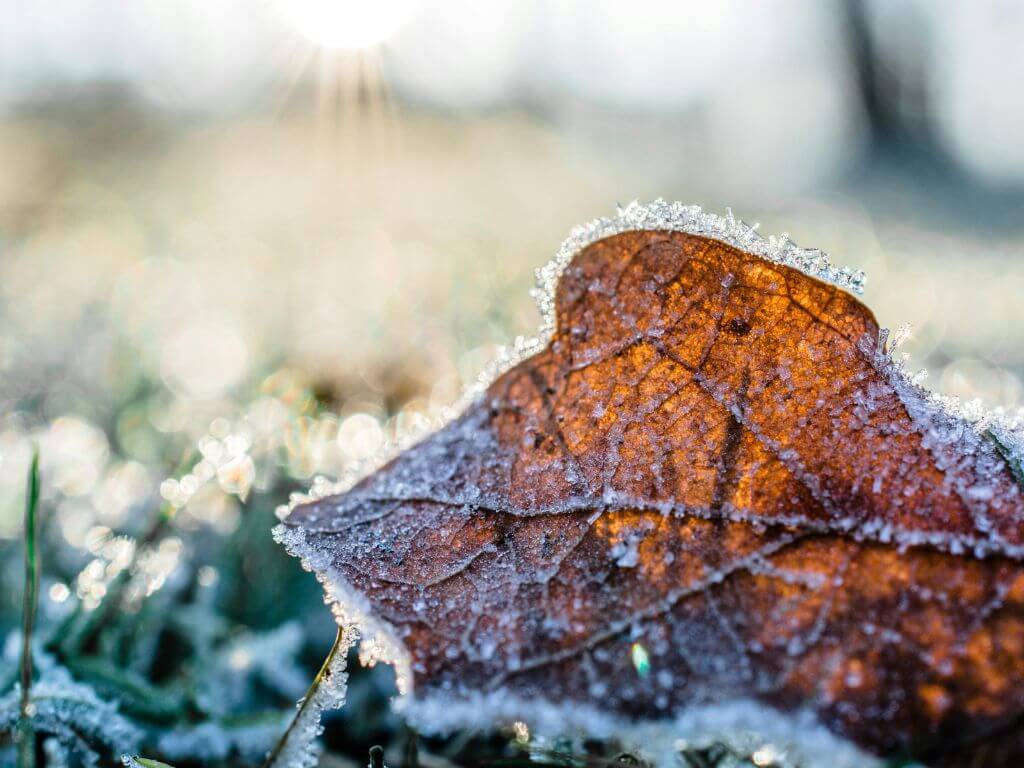 Close-up of a frost-covered brown leaf on the ground with sunlight breaking through.