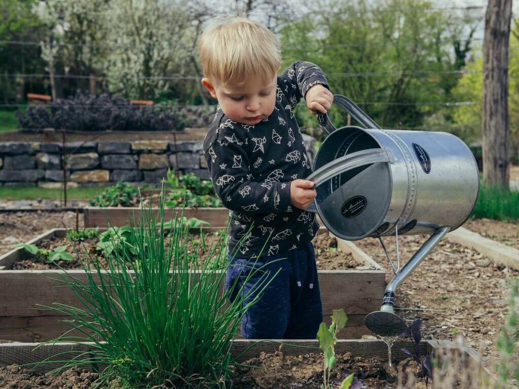 A toddler carefully waters a garden bed using a large metal watering can, surrounded by a lush garden.