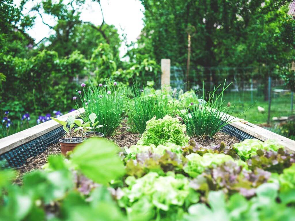 Vibrant vegetable garden benefitting from garden bed protection methods.