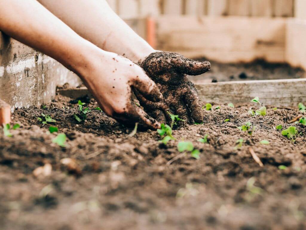 Close-up of a person’s hands covered in soil while planting young seedlings in a garden bed.