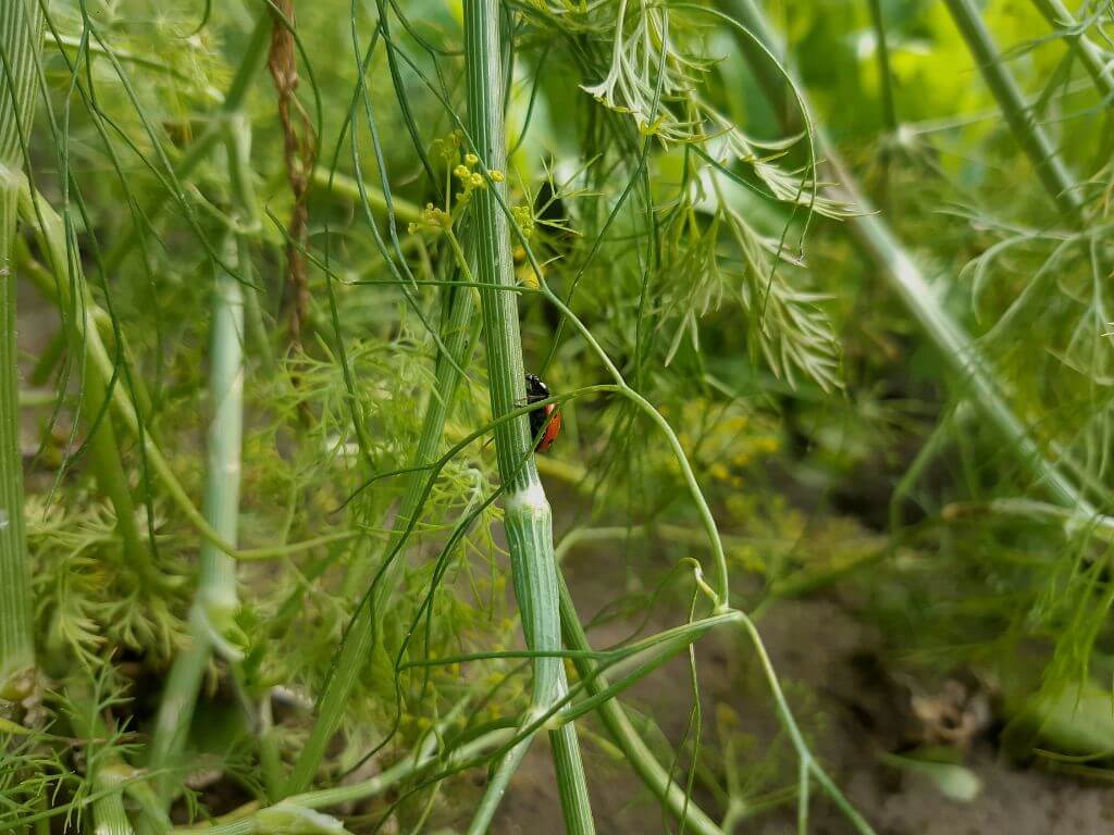 A macro shot of a beetle crawling on a slender plant, with intricate plant details and green foliage in the background.