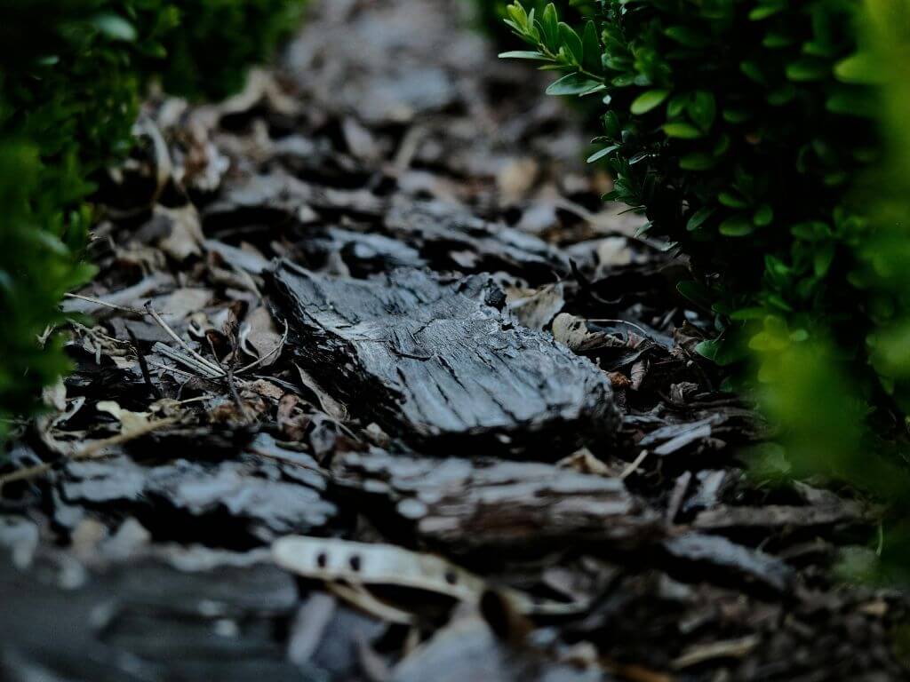 Close-up of dark, wet bark mulch, partially hidden by green foliage.