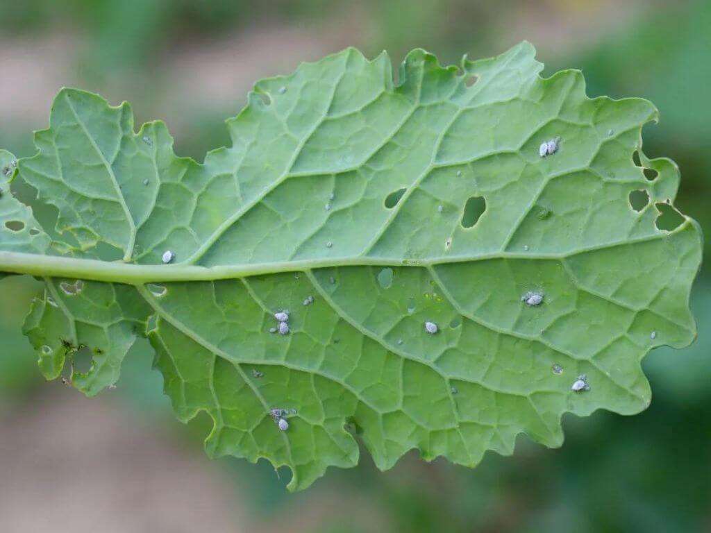 A green leaf needing garden pest control.