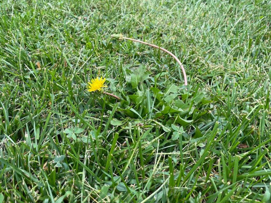 Green lawn with a broadleaf weed growing.