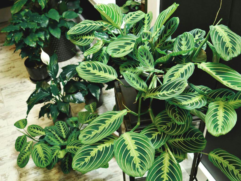Variety of vibrant indoor plants with distinctive leaf patterns, displayed in a modern home environment.