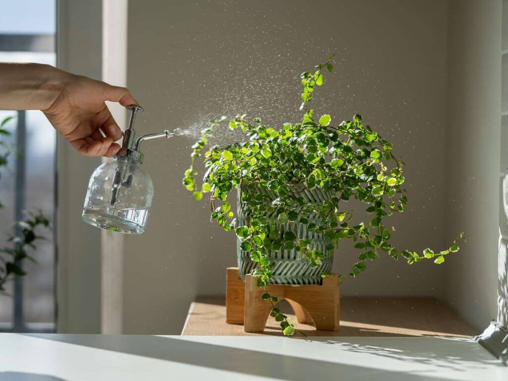 A hand gently sprinkling water from a glass mister onto a potted variegated plant, illustrating indoor plant care.
