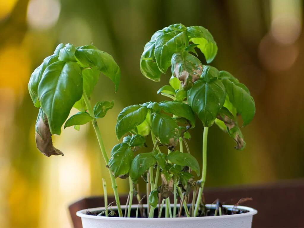 Basil plant with curling and browning leaves, affected by humidity and potential fungal issues.