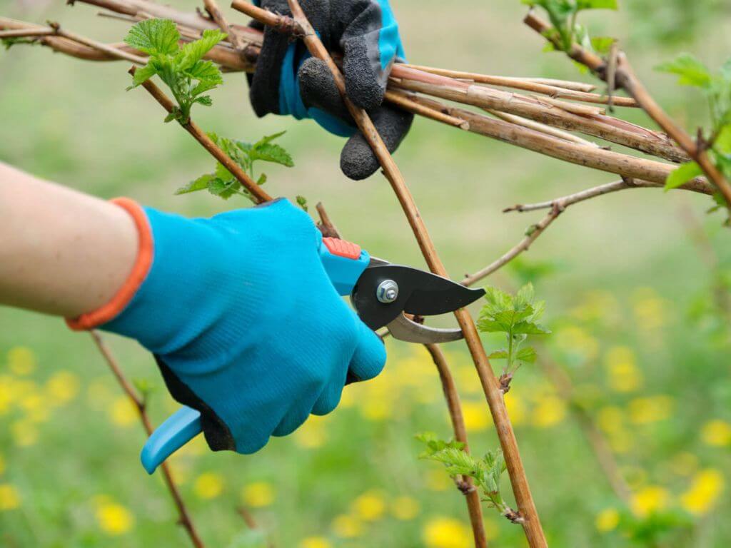 Gardener pruning a plant stem with sterilised shears to prevent fungal infection.