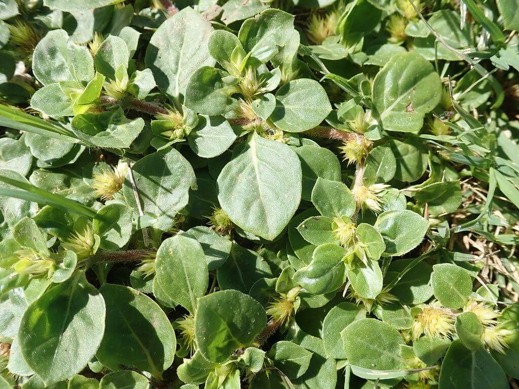 Close-up of Khaki Weed growing in a lawn with visible small burrs and broad leaves.