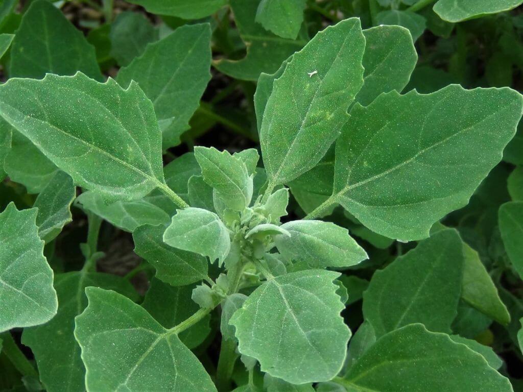 White Goosefoot plant with pale green, powdery leaves growing in a garden.