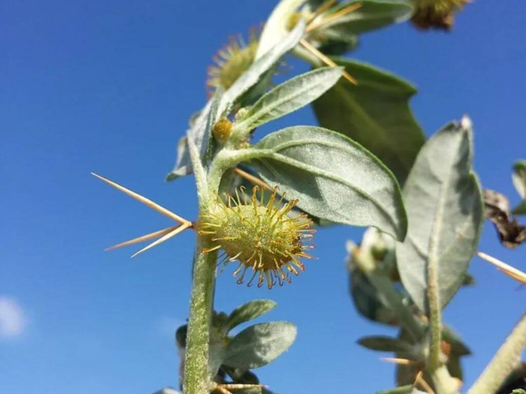 Close-up of a Spiny Cocklebur plant with sharp burrs against a bright blue sky.