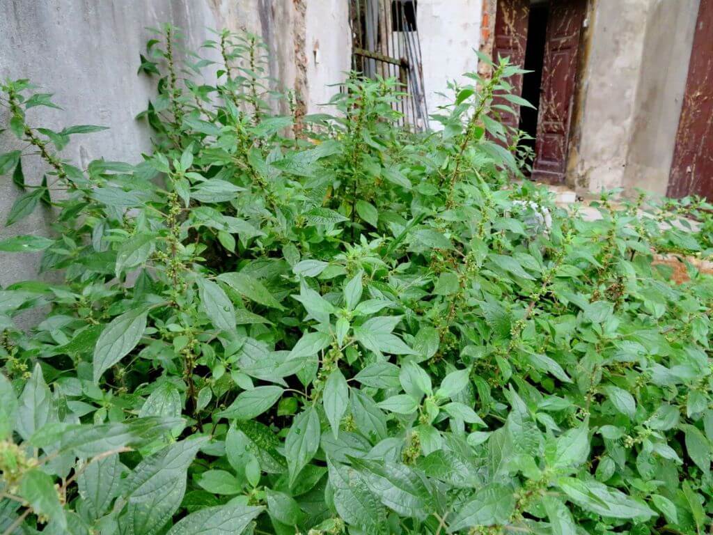 Garden weeds with dense green foliage growing near a concrete wall.