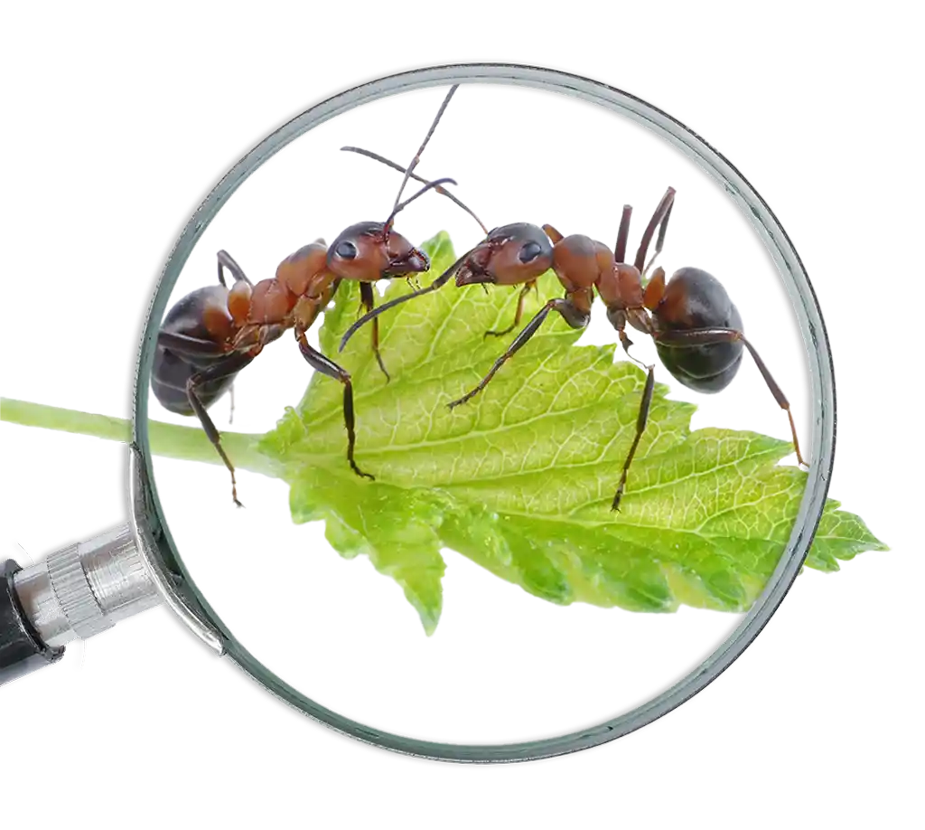 efekto ants magnifying glass
