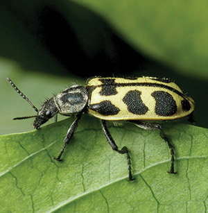Astylus Beetle
