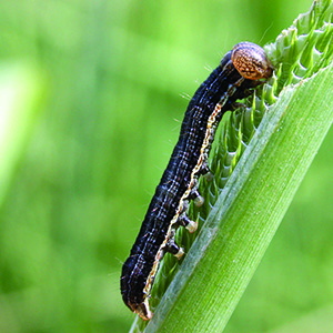 Army Worm