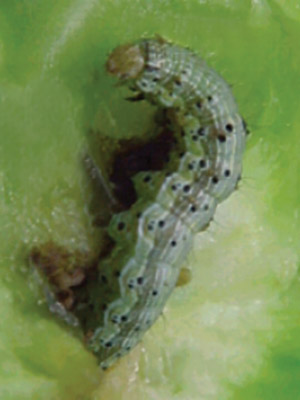 American Bollworm