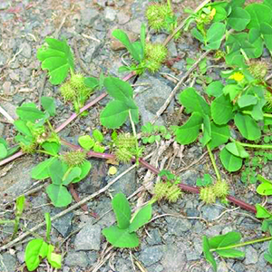 Bur Clover
