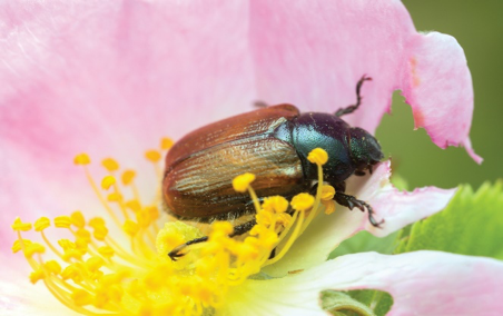 Chafer Beetle (Christmas beetle)