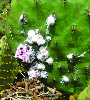 Cochineal