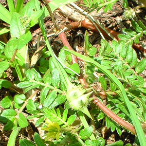 Common Dubbeltjie