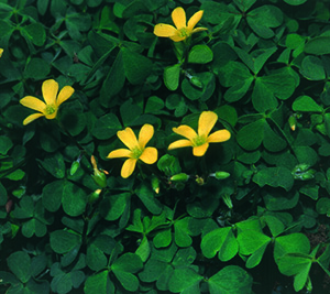 Creeping Sorrel
