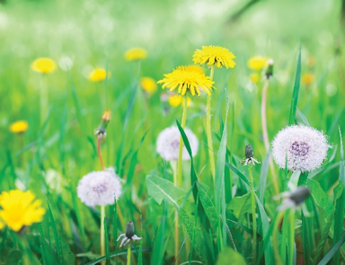 Dandelion