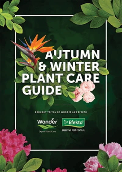 Efekto Autumn and Winter Plant Care Guide