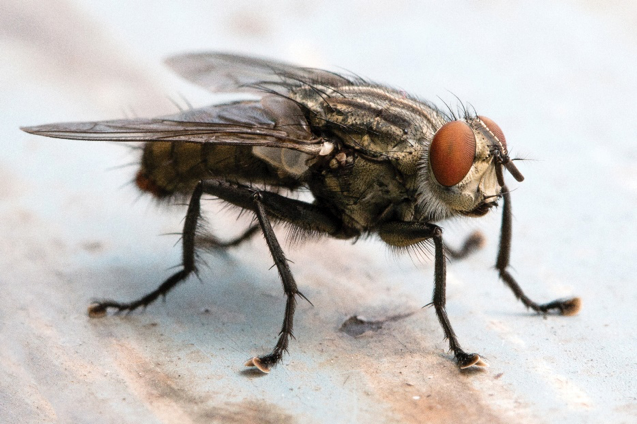 Flies