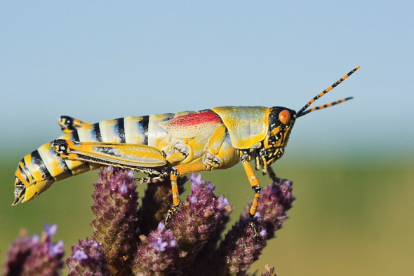Grasshoppers