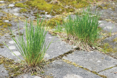 Grass in Paving
