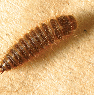 Hide and Skin Beetle Larvae