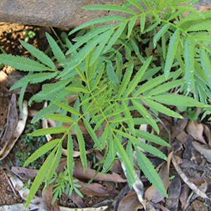 Khaki Weed