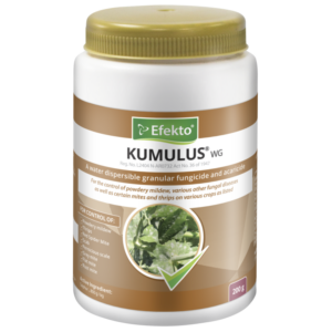Efekto Kumulus WG