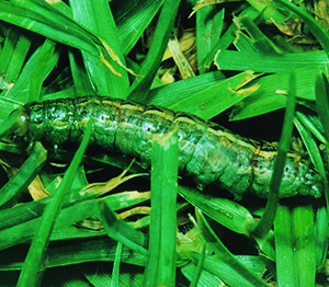 Lawn Caterpillar
