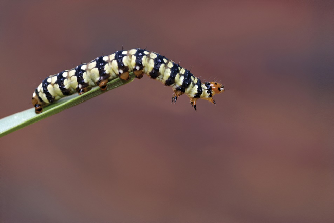 Lily Borer