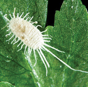 Mealy Bug