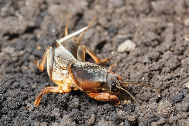 Mole Cricket