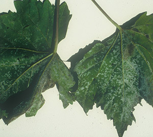 Powdery Mildew