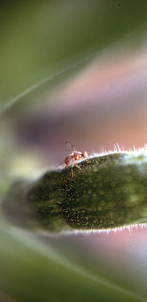 Pumpkin Fly