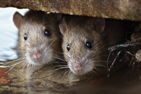 Rats and Mice
